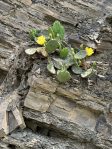 Opuntia humifusa, Petersburge, WV