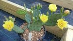 Opuntia humifusa, garden plant, Paul Adanick