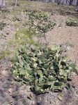 Opuntia humifusa, Romney, WV, Paul Adanick