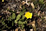 Opuntia humifusa, Smithsonian Institution