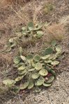 Opuntia humifusa, SouthwestBiodiversity