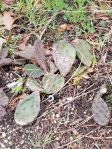 Opuntia humifusa, SouthwestBiodiversity