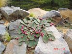 Opuntia humifusa, winter condition, near Dulles Airport, VA