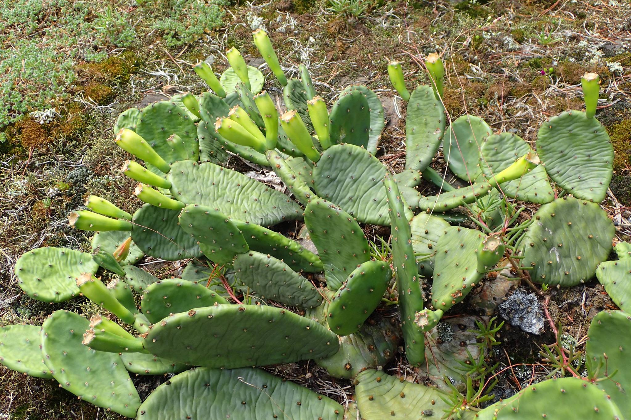 Opuntia humifusa, cold-hardy prickly pear cactus, HOT