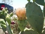 Opuntia keyensis, garden plant