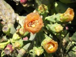 Opuntia keyensis, garden plant