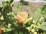 Opuntia keyensis, garden plant