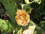 Opuntia keyensis, garden plant