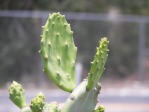 Opuntia keyensis, garden plant