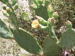 Opuntia keyensis, garden plant