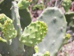 Opuntia keyensis cladode