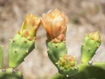 Opuntia keyensis, flower opens narrowly