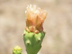 Opuntia keyensis flower