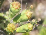 Opuntia keyensis, flower buds