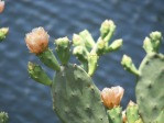 Opuntia keyensis, in habitat