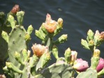 Opuntia keyensis