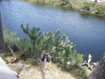 Opuntia keyensis, in habitat