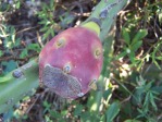 Opuntia keyensis fruit