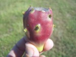 Opuntia keyensis fruit