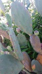 Opuntia Keyensis, Windley Key in Islamorada, Paul Fischer