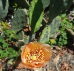 Opuntia Keyensis, Windley Key in Islamorada, Paul Fischer