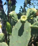 Opuntia Keyensis, Windley Key in Islamorada, Paul Fischer