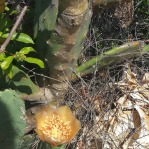 Opuntia Keyensis, Windley Key in Islamorada, Paul Fischer