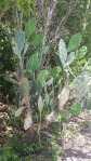 Opuntia keyensis, Long Key State Park, Paul Fischer