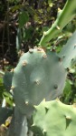 Opuntia keyensis, Long Key State Park, Paul Fischer