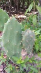 Opuntia keyensis, Long Key State Park, Paul Fischer