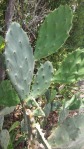 Opuntia keyensis, Long Key State Park, Paul Fischer