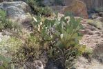 Opuntia laevis, Boyce Thompson Arboretum, AZ