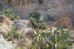 Opuntia laevis, Boyce Thompson Arboretum, AZ