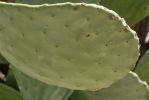 Opuntia laevis, Boyce Thompson Arboretum, AZ