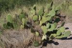 Opuntia laevis, Catalina Rd, Tucson, AZ