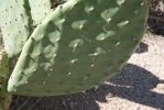 Opuntia laevis, Catalina Rd, Tucson, AZ