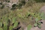 Opuntia laevis, Catalina Rd, Tucson, AZ