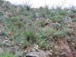 Opuntia laevis, Box Canyon, Santa Rita Mts, AZ