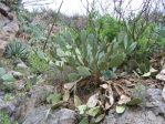 Opuntia laevis, Box Canyon, Santa Rita Mts, AZ