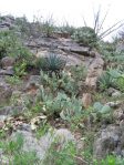 Opuntia laevis, growing on canyon walls