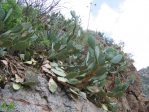 Opuntia laevis, growing on canyon walls