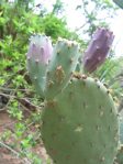 Opuntia laevis, garden plant, Rio Grande Botanical Garden, Albuquerue, NM