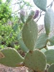 Opuntia laevis, garden plant, Rio Grande Botanical Garden, Albuquerue, NM