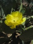 Opuntia laevis, Desert Botanical Garden, Tempe, AZ