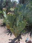 Opuntia laevis, Desert Botanical Garden, Tempe, AZ