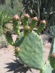 Opuntia laevis, Desert Botanical Garden, Tempe, AZ