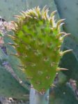 Opuntia laevis, Ash Canyon, Huachuca Mts, AZ