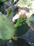 Opuntia laevis, Ash Canyon, Huachuca Mts, AZ