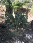 Opuntia laevis, Ash Canyon, Huachuca Mts, AZ