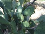 Opuntia laevis, Ash Canyon, Huachuca Mts, AZ